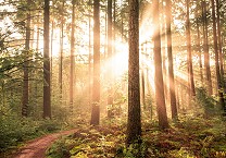 The Era of Deforestation Accountability is Here