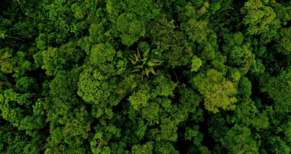 Nature is taking center stage