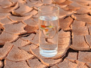 Assessing Product Impacts on Biodiversity – Don’t Leave This Out!