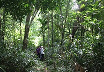 Pure Strategies Launches Carbon Footprint of Regeneratively Produced Rubber, Partnering with Terra Genesis and Regenerative Rubber Alliance